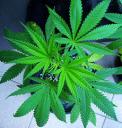 marijuana-plant-5.jpg